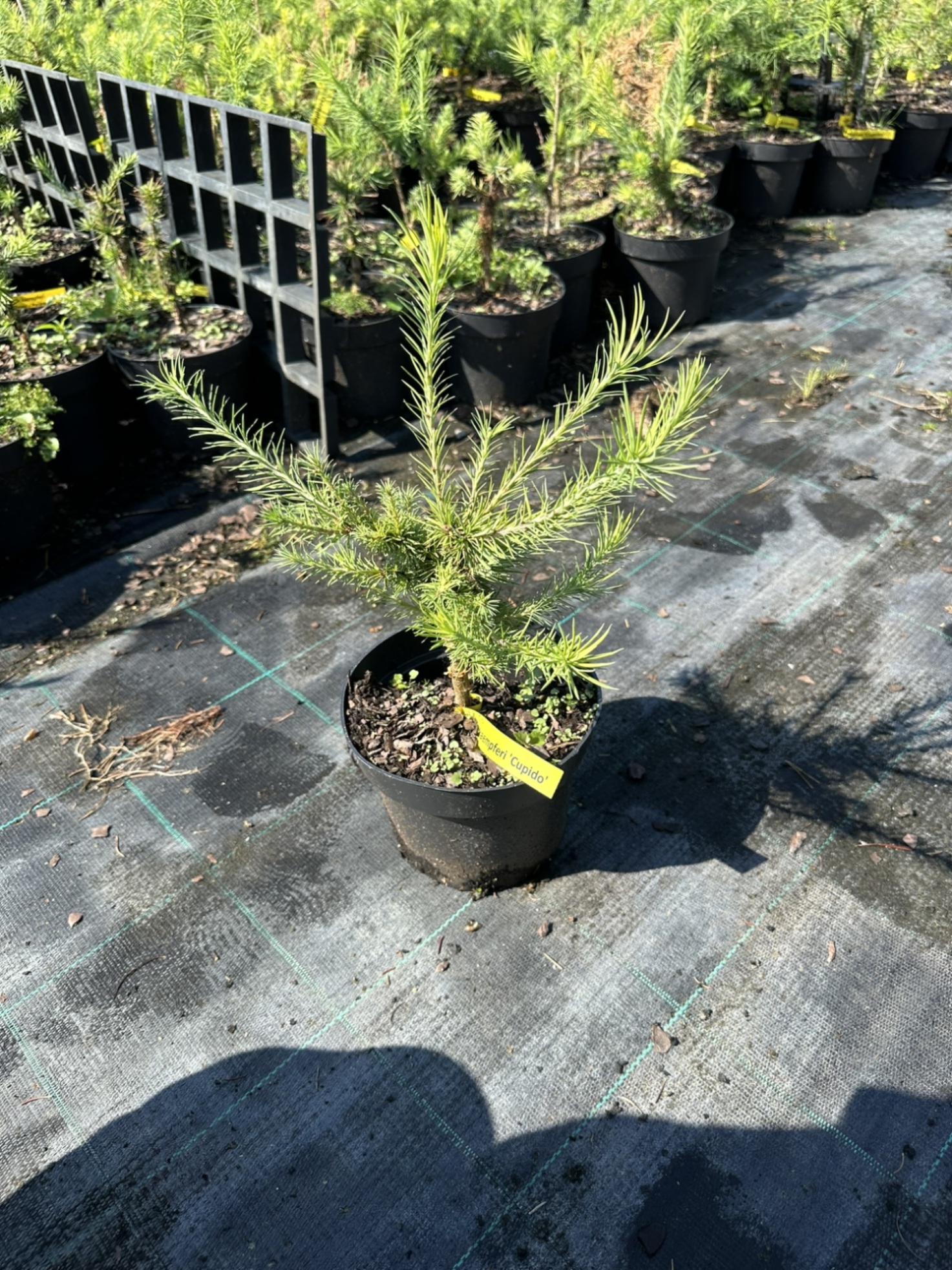 Лиственница кемпфера Купидо